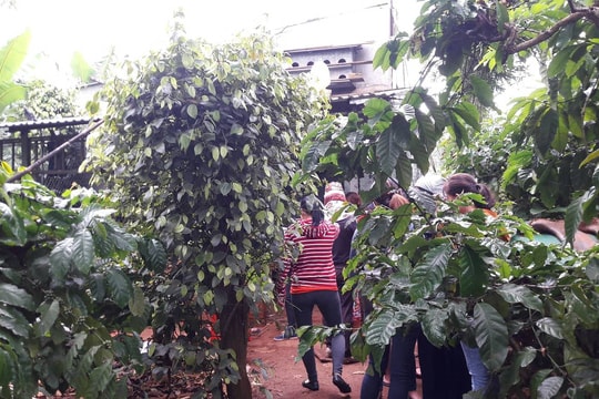 Phát hiện 2 thi thể nghi bị sát hại trong chòi vắng