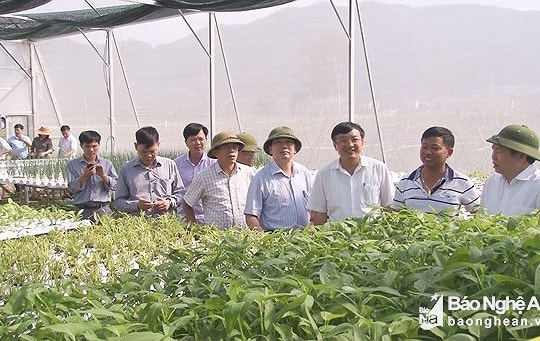 Nghệ An: Thí điểm tăng cường 7 cán bộ về các HTX nông nghiệp