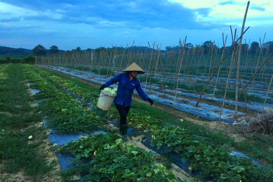 Nông dân Anh Sơn trồng thành công giống dưa lê siêu ngọt