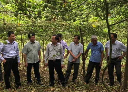 Nông dân Tương Dương đạt doanh thu trên 20 tỷ đồng từ chanh leo