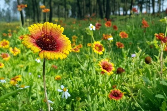 Thời tiết Trung bộ: Nắng nóng trên 39 độ C còn kéo dài 4 ngày nữa