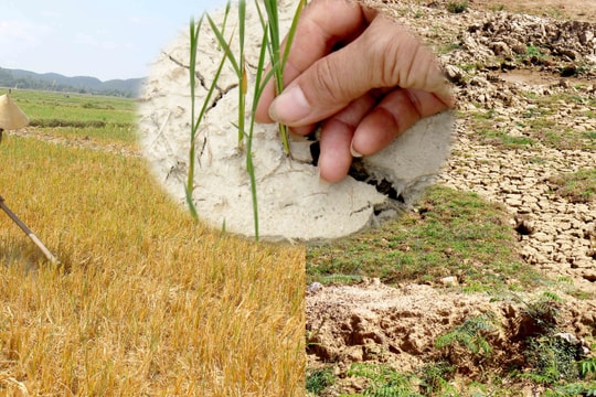 Đồng ruộng cháy khô, nhiều địa phương chậm tiến độ gieo cấy hè thu