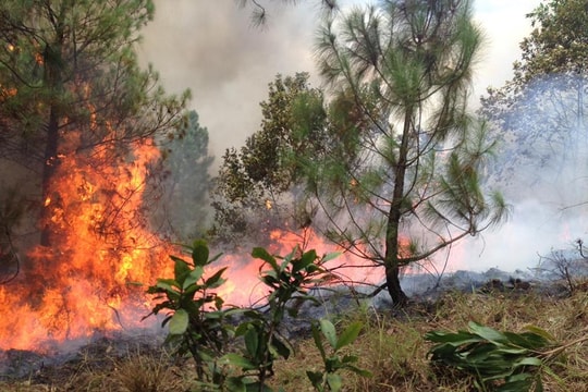 Rừng thông Nghệ An tiếp tục cháy