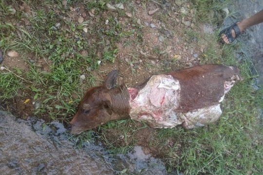 Một con bê bị giết, trộm thịt trong đêm