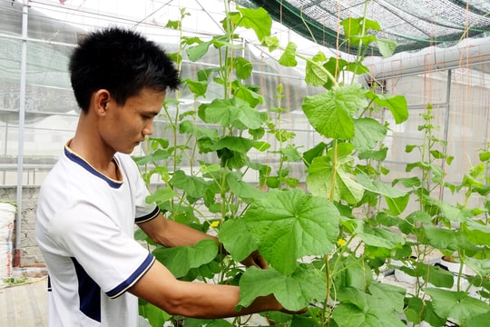 Bỏ việc chốn thành thị, kỹ sư về quê làm nông nghiệp công nghệ cao         