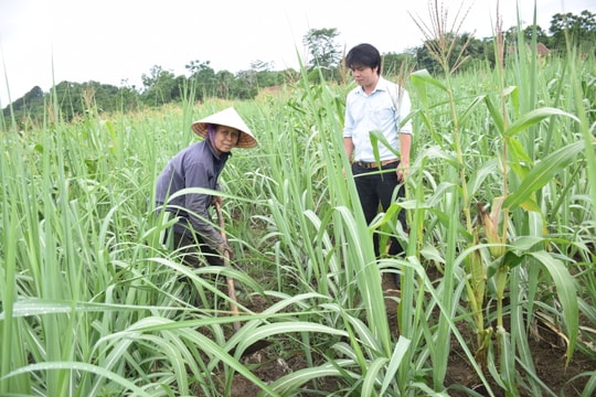 Tân Kỳ thu 1,8 tỷ đồng từ mô hình trồng ngô sinh khối