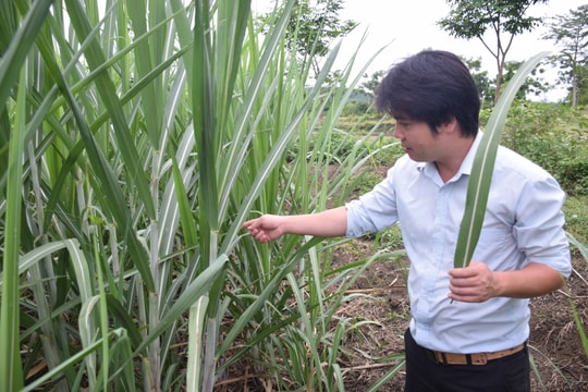 Công ty Cổ phần mía đường Sông Con: