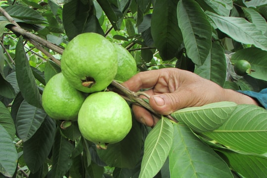 Trồng ổi Đài Loan thu nhập cao ở Con Cuông