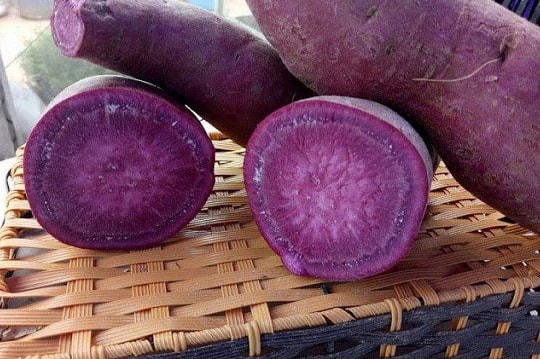 Khoai lang tím khiến tế bào ung thư tự hủy?