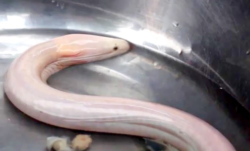 Người dân bắt được lươn trắng dài hơn nửa mét 