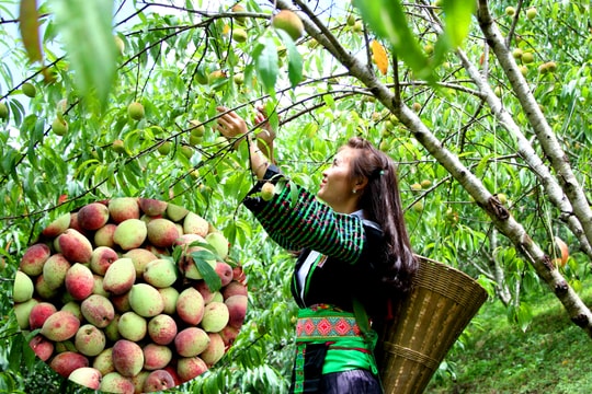 Đào Mông chín rộ ở miền Tây Nghệ An
