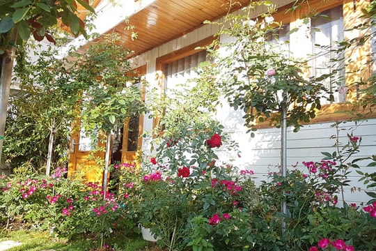 Gia đình gốc Nghệ sống trong nhà gỗ giữa vườn hồng 1.000 m2           