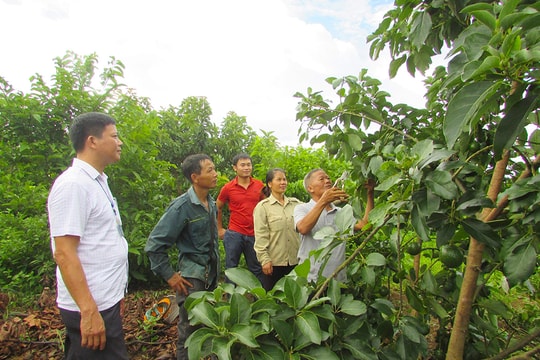 Nghệ An phấn đấu đến năm 2025 trồng được 1.050 ha bơ 