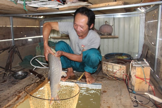 Hiệu quả tổ hợp tác nuôi cá lồng đầu tiên trên sông Lam