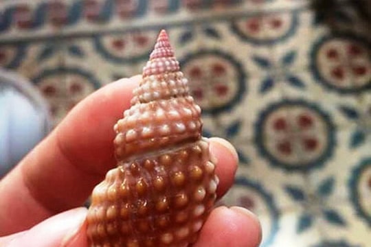 Nữ giáo viên tử vong nghi do ăn 2 con ốc biển