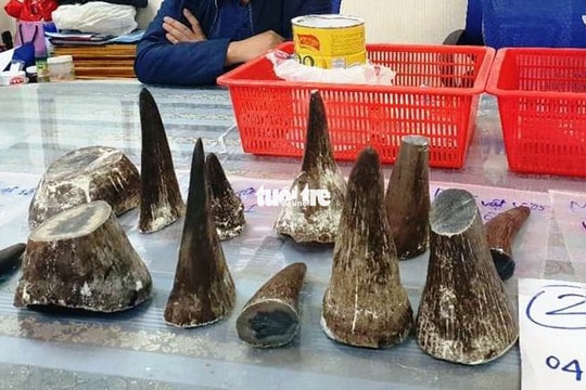 Giấu 7,2kg sừng tê giác trong hộp sữa vận chuyển từ Angola về Việt Nam