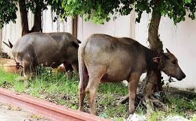 Ba anh em vào tù vì con nghé