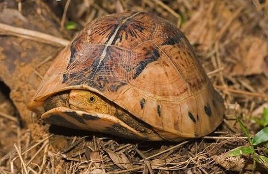 Rùa hộp trán vàng siêu hiếm của Việt Nam