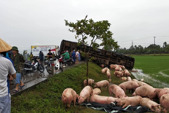 Xe tải đâm nhau, lợn chạy tán loạn trên đường tránh Vinh