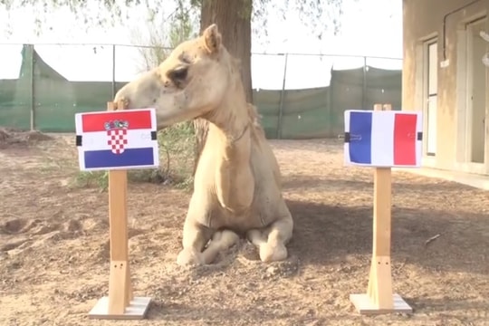 Dự đoán chung kết World Cup: Linh vật “tiên tri” sốc