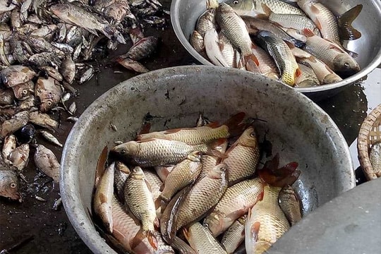 Sau mưa, nông dân Nghệ An hồ hởi đi săn ốc, cá đồng 