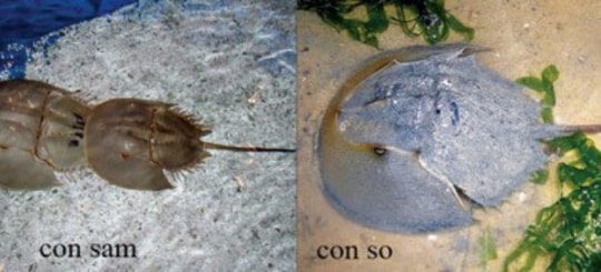 So biển giống hệt sam biển, ăn nhầm gây chết người