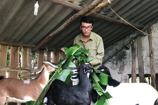 Nam sinh nghèo mong không bị ốm để kiếm tiền trang trải học phí 