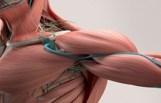 Kỹ thuật máy học có thể dự đoán tuổi sinh học của cơ