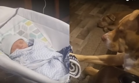 Bé sơ sinh ngủ ngon lành khi được chú chó đưa nôi