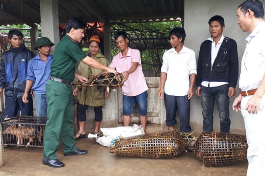 Đồn Biên phòng Môn Sơn trao tặng nhiều lợn giống cho bà con Đan Lai