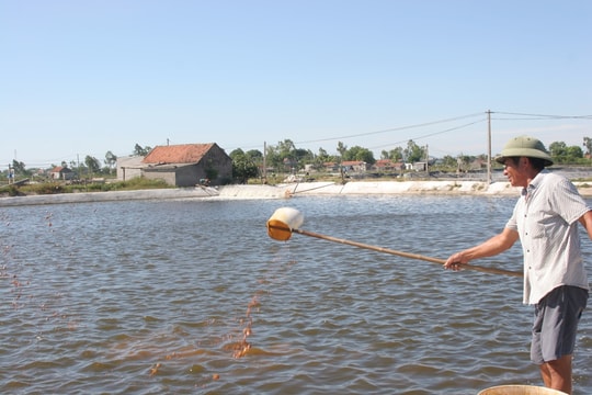 Kinh nghiệm phòng bệnh cho tôm vào mùa mưa của nông dân Quỳnh Lưu