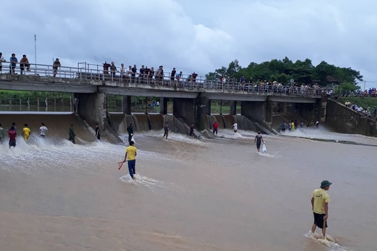 Nghệ An: Người dân bất chấp nguy hiểm vớt cá sau lũ