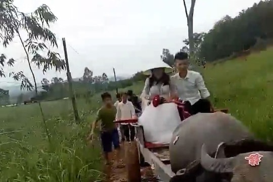 Chú rể Nghệ An chia sẻ về màn đón dâu bằng xe trâu ngày mưa
