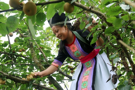 Mùa lê rừng trĩu quả ở miền Tây Nghệ An