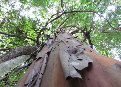 Tìm thấy chất diệt tế bào ung thư mạnh từ cây rừng Tây Nguyên