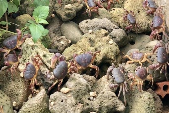 Người đàn ông nuôi cua đá, bán đắt hơn cua tiến vua'