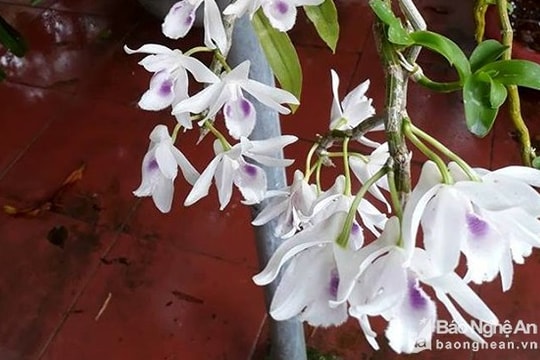 Giò lan rừng ở Nghệ An được bán với giá 600 triệu đồng