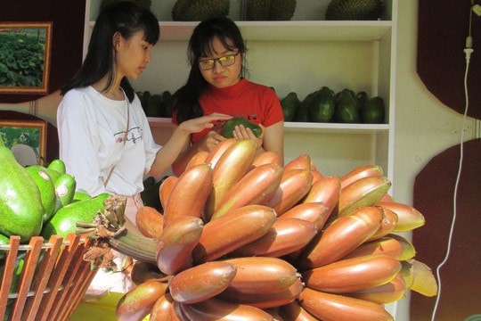 Thực hư loại chuối đỏ 'gây sốt' khi có thông tin giá 300.000 đồng/kg 