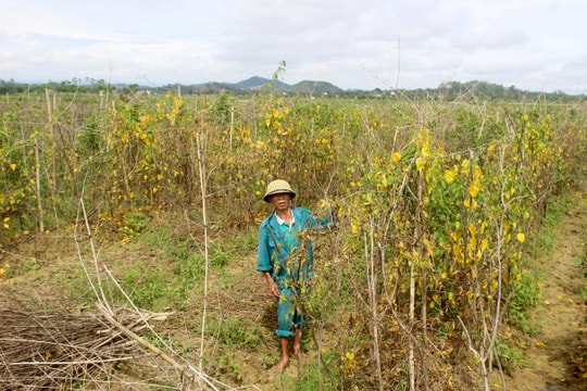 Người trồng hoa lý ở Nam Đàn “khóc ròng” vì mất trắng sau bão số 3