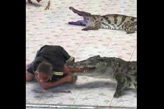 Hãi hùng: Cá sấu đớp gần đứt tay huấn luyện viên khi đang biểu diễn