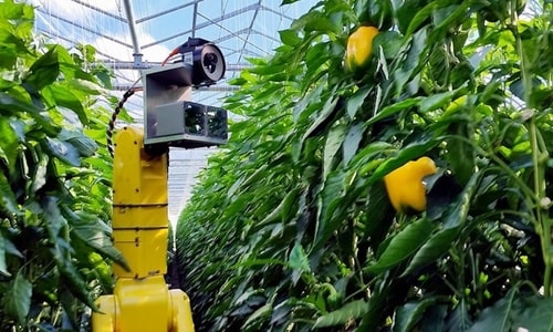 Robot công nghệ cao giúp nông dân hái ớt chuông