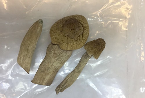 Nấm ma túy gây ảo giác cho người dùng như thế nào?