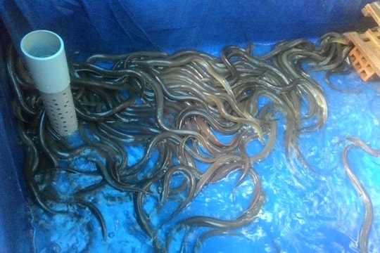 Lót bạt nuôi lươn không bùn, thu 2 tạ/bể