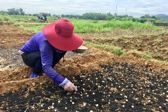 'Bí quyết' trồng hành tăm năng suất cao của nông dân Đô Lương 