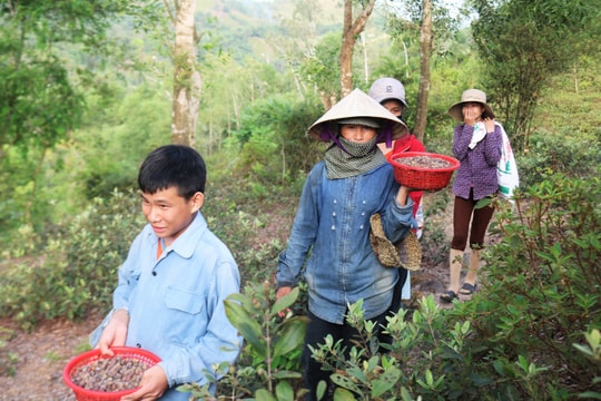  Kiếm hàng trăm nghìn mỗi ngày từ hái quả sim 