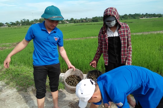 Thanh niên, học sinh chung tay diệt ốc bươu vàng hại lúa