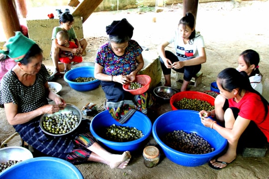 Miền Tây nhộn nhịp mùa bo bo