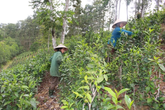 Anh Sơn trồng thí điểm chè Gay theo tiêu chuẩn VietGAP
