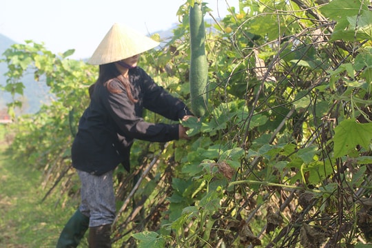Nghệ An gieo trồng trên 38.500 ha cây trồng vụ đông 
