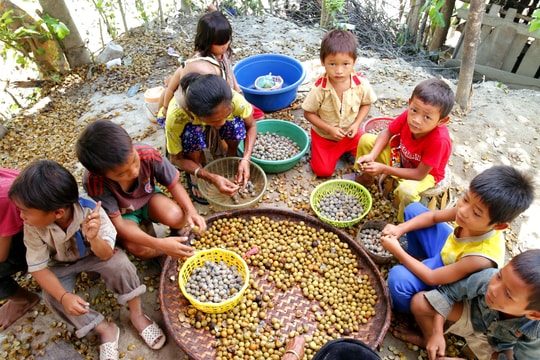 Trẻ em vùng cao bóc bo bo thuê phụ giúp gia đình